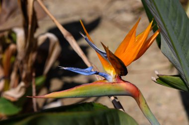 Parlak turuncu ve mavi tropikal çiçek yeşillikler arasında duruyor, güneşli bir bahçede doğanın sanatını sergiliyor..