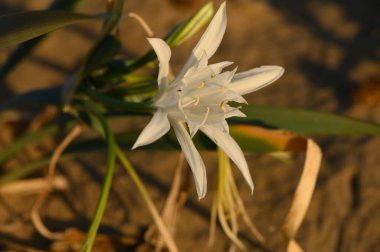 Güzel beyaz bir çiçek yapraklarını açar, kumların yakınında batan güneşin altın renklerinde güneşlenir..
