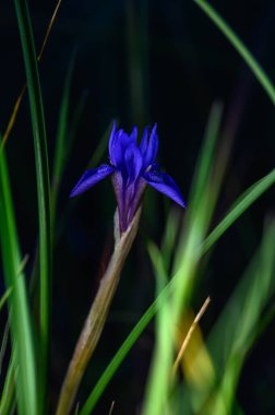 Canlı bir mor iris, açık hava ortamında ılık güneş ışığı altında yeşil çimenlerin arasından zarif bir şekilde ortaya çıkar..