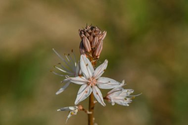 Canlı çiçekler, sakin bir öğleden sonra güneşinin altında yemyeşil güzelliklerini sergilerler.