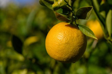 Canlı yeşil bir daldan sarkan altın bir limon berrak mavi gökyüzünün altında, hasat mevsiminin neşesini somutlaştırıyor..