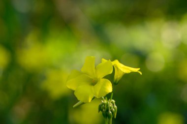 Narin sarı çiçek, yemyeşil yaprakların arasında duruyor ılık, güneşli bir bahçede..