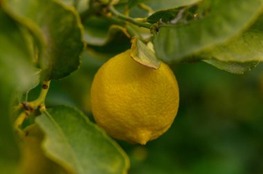 Canlı bir limon yapraklı bir daldan sarkır, sakin bir bahçenin güneşinin altında güneşlenir..