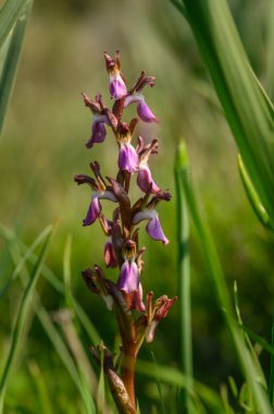 Bereketli yeşil çimenler narin pembe orkide çiçeklerini sarıyor. Sıcak bahar güneşinin altında dimdik duruyorlar..