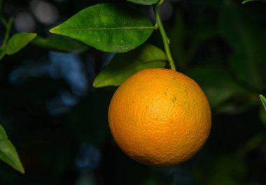Olgun bir portakal yemyeşil yapraklardan sarkır, güneşli bir günün özünü bir meyve bahçesinde yakalar..