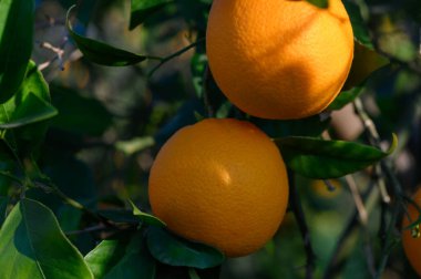 Dolgun, canlı portakallar yemyeşil yapraklardan sarkan ılık bir meyve bahçesinde, doğanın cömertliğini sergiliyor..
