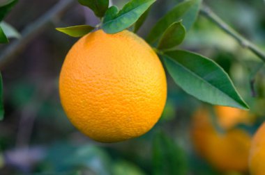 Olgun bir portakal yeşil yapraklara karşı parıldıyor, gelişmekte olan bir meyve bahçesinde doğanın güzelliğini gösteriyor..