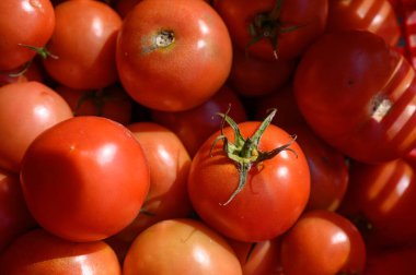 Olgun, dolgun domatesler bir araya toplanır, gün ışığında parlarlar, yaz hasadının bolluğunu kutlarlar..