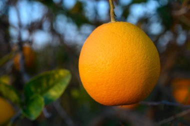 Olgun bir portakal daldan zarif bir şekilde sarkır, öğleden sonranın sıcacık ışığında yemyeşil bir meyve bahçesinde parlar..