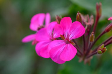 Narin pembe sardunya çiçekleri, parlak güneş ışığı altında canlı renkler ve karmaşık taç yaprakları sergiliyor..