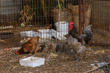 Tavuklar dışarıdaki kümelerini keşfetmekle meşguller. Kırsal bir ortamda zemini gagalıyorlar ve sıcak güneş ışığının tadını çıkarıyorlar..