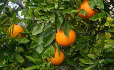 Portakallar parlak yeşil yapraklar arasında canlı bir şekilde sallanırlar. Sıcak güneş ışığı altında, huzurlu bir bahçede..