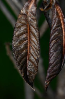Yumuşak bir ışığın altında, kuru yapraklar daldan sarkan, karmaşık dokular ve zengin bir toprak palet.