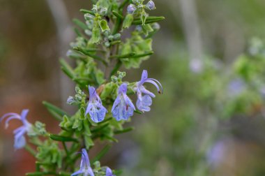 Mavi çiçekli canlı biberiye kuleleri, yumuşak öğleden sonra ışığında yeşilliklerle çevrili.