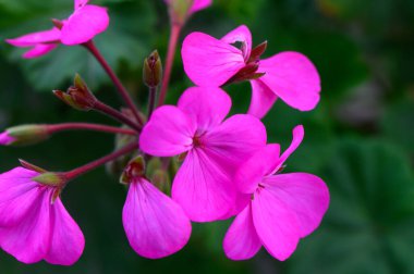 Parlak pembe çiçekler yapraklarını ılık güneşin altında yeşil yaprakların arasında zarif bir şekilde sergiler..