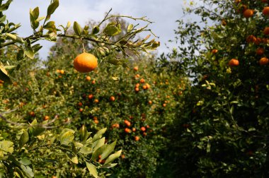 Bereketli bir meyve bahçesi portakal ağaçlarıyla büyür, dalları olgun meyvelerle ağırlaşır, parlak, davetkar bir gökyüzünün altında..