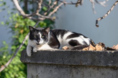 Oyuncak siyah ve beyaz bir kedi, yıpranmış taş bir duvarda dinleniyor. Düşen yaprakların arasında güneşleniyor..