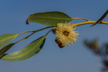 Narin okaliptüs çiçekleri bir dalda çiçek açar, dingin mavi arka plana karşı canlı renkler sergiler.