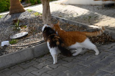 İki maceraperest kedi merakla çevrelerini araştırıyor güneşli bir bahçe yolunda yapraklarla dolu.