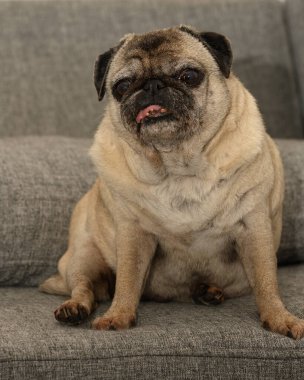 Neşeli bir pug yumuşak, gri bir kanepede dinleniyor, sıcaklık ve rahatlıkla dolu huzurlu bir anın tadını çıkarıyor..