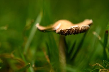 Yalnız bir mantar canlı otların arasında dimdik duruyor, yumuşak sabah güneşinde usulca parlıyor..