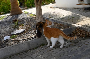 İki meraklı kedi, sıcak güneş ışığı altında çevrelerini araştırarak, parlak bir bahçede dolaşıyorlar..