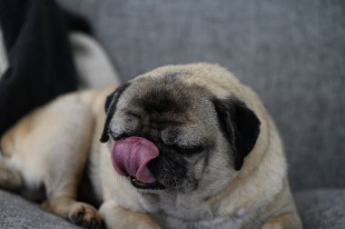 Lezzetli bir pug lezzetli bir şeyin tadını çıkarır, peluş bir koltukta dinlenir, dili şakaya gelir..