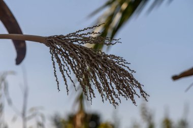 Narin çiçek telleri rüzgarda dans eder, doğanın sakin bir anında berrak mavi gökyüzüne uzanır..