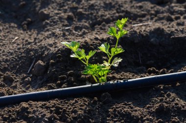 Koyu yeşil kişniş filizleri, sıcak bir öğleden sonra sulama sistemi tarafından beslenen kara topraktan çıkar..