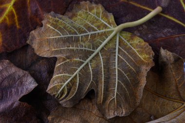 Yeşil ve kahverengi bir yaprağın detaylı dokuları ormanın sükuneti arasında dökülen yapraklarla harmanlanmış..