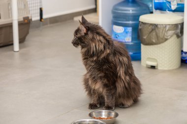 Kedi, yumuşak ışıkla dolu, rahat bir iç atmosferle çevrili kasesinin yanında sessizce bekler..