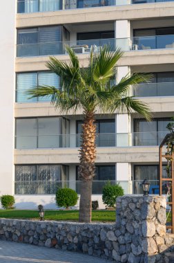 Görkemli bir palmiye ağacı parlak bir günde parlak bir çağdaş yapının yanında gelişir ve şehir güzelliğini gözler önüne serer..