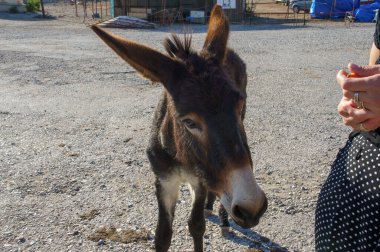 Neşeli bir eşek, sıcak, güneşli kırsal bir çevrede bir insanla ilginç bir şekilde etkileşime girer..
