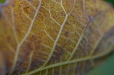 Sarı yaprağın ayrıntılı bir görüntüsü, narin damarlarını sonbaharda bir yeşillik zeminine vurguluyor..
