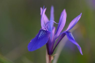 Narin taç yaprakları mor renklerin gölgesinde açılır. Yumuşak ışıkla yıkanmış sakin bir çayırda doğanın güzelliğini sergiler..