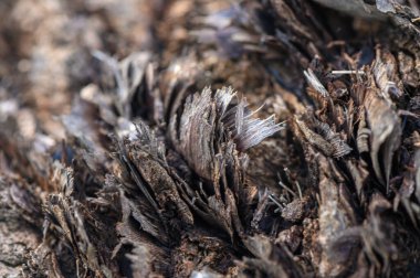 Sakin bir ormanda yumuşak doğal ışıkla aydınlatılan pürüzlü, dokulu ahşap liflerinin güzel detaylı manzarası..