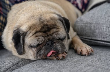 Bir pug, gri bir kanepede huzurlu bir şekilde dinlenir. Kapalı bir alanda huzurlu bir anın tadını çıkarır..