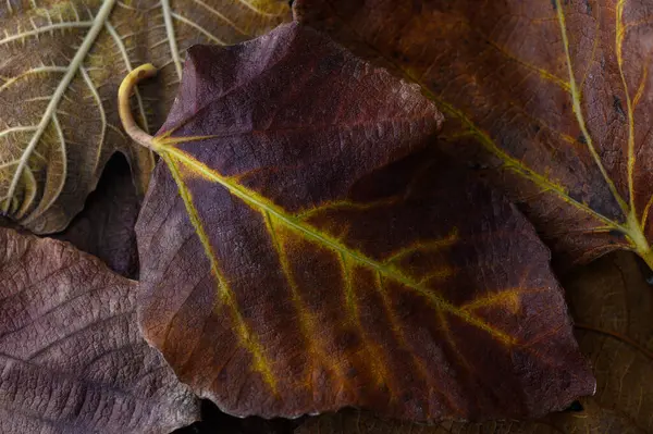 Güzel yapraklar, yumuşak bir arkaplanda çarpıcı bir renk dizisi ve eşsiz dokular sergiliyor..