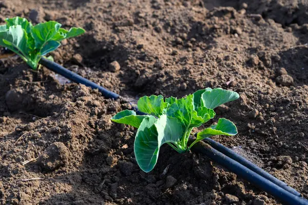 Genç lahana bitkileri, sıcak güneş ışığı ve sağlıklı toprakla beslenen verimli sıralarında canlı büyürler..