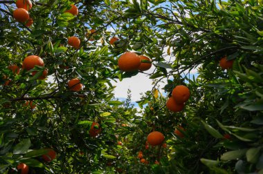 Olgun meyvelerle dolu yemyeşil portakal ağaçları parlak, güneşli gökyüzünün altında pitoresk bir manzara yaratır..