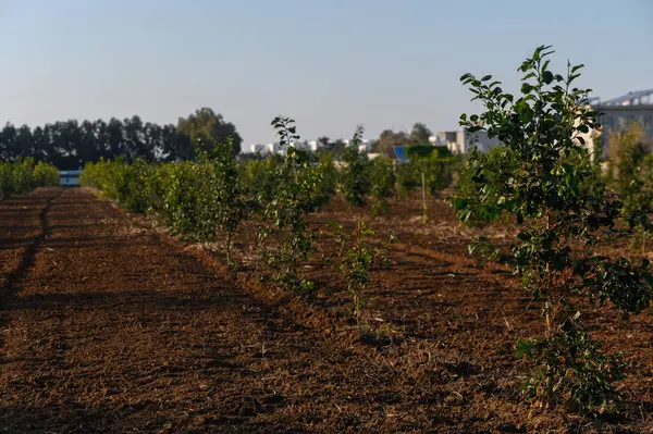 Sıcak güneş ışığı canlı tarım alanını yıkarken, genç ağaçlar sıra sıra büyür ve umut verir..