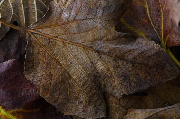 Düşen yapraklar zengin renklerde sakin bir sonbahar öğleden sonrasında orman zemininde büyüleyici bir görüntü oluştururlar..