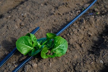 Canlı bir romaine marulu, metal desteklerinin yanında durur. Sağlıklı yapraklarını toprak zemine karşı sergiler..
