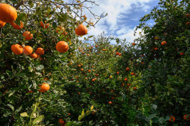 Olgun portakallar filizlenen bir meyve bahçesindeki canlı ağaçlardan sarkan güneş ışığı yemyeşil yapraklar boyunca akar..