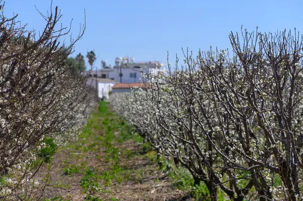 Çiçek açan ağaçların sıraları ufka doğru uzanıyor, ılık bahar güneşinde dinginlik ve güzelliği davet ediyor..