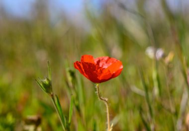 Yalnız bir kırmızı gelincik, yemyeşil çimlerin arasında uzun boylu, baharın sonlarında güneşin altında güneşleniyor. Narin taç yaprakları, doğanın canlı arkaplanına karşı çarpıcı bir tezat oluşturuyor..