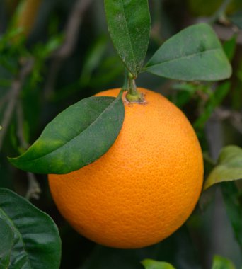 Olgun bir portakal, parlak yeşil yapraklarla çevrili, bir ağaç dalında dinlenir. Gün ortasında sıcak güneş ışığıyla aydınlatılır. Huzurlu bir bahçe ortamında doğanın cömertliğini gösterir..