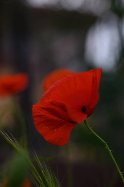 Parlak kırmızı gelincikler, bereketli yeşilliklerle çevrili ılık meltemde zarifçe sallanıyor. Canlı yaprakları sabah çiğ taneleriyle parıldıyor. Baharın özünü cezbediyor..