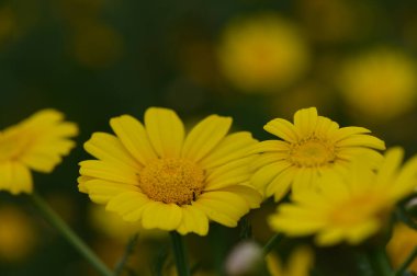Parlak sarı bir çiçek kümesi serpilen bir bahçede serpilmiş, sakin bir bahar gününün güneşinin tadını çıkararak vızıldayan arıları ve kanat çırpan kelebekleri cezbediyor..
