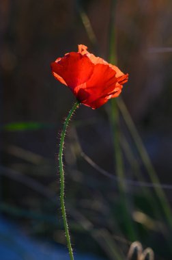 Canlı kırmızı bir gelincik alacakaranlığın yumuşak parıltısıyla aydınlanarak dimdik ayakta duruyor. Çimenlerin etrafını saran yapraklar, çiçeğin çarpıcı güzelliğini artırmak için sakin bir zemin oluşturur..